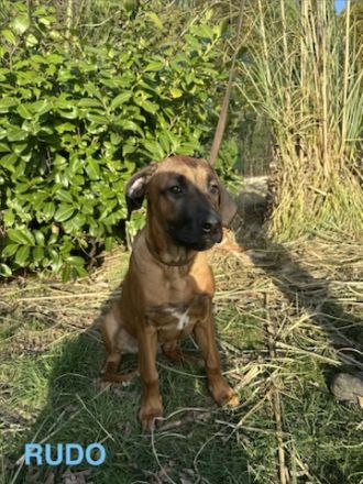 Rhodesian Ridgeback Welpen – reinrassig, gesund & gut sozialisiert