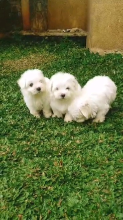 Reinrassige Malteserwelpen .