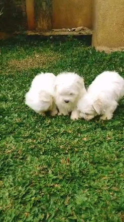 Reinrassige Malteserwelpen .