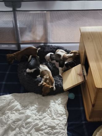 Jack Russell Welpen suchen Neue Familie