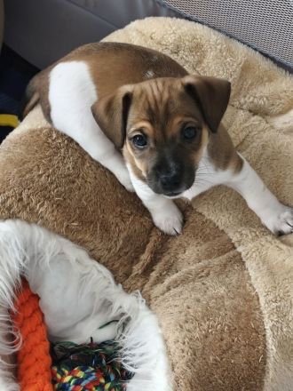 Jack Russell Welpen suchen Neue Familie