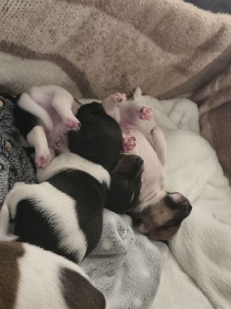 Jack Russell Welpen suchen Neue Familie