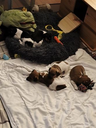 Jack Russell Welpen suchen Neue Familie