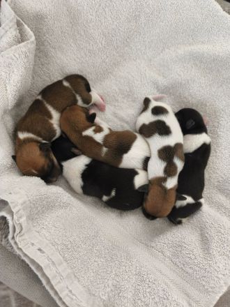 Jack Russell Welpen suchen Neue Familie