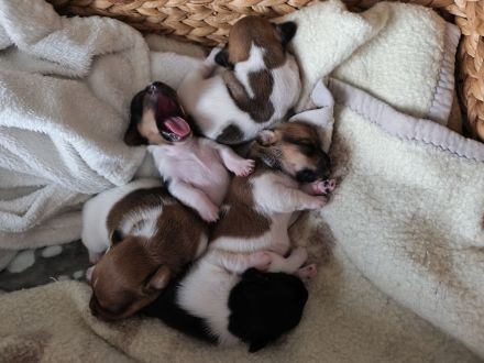 Jack Russell Welpen suchen Neue Familie