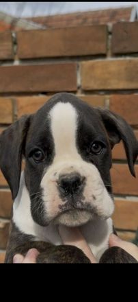 Boxerwelpen Rüde und Hündin,haben ihre Koffer gepackt und warten auf ihre neuen Familien FCI PEDIGRE