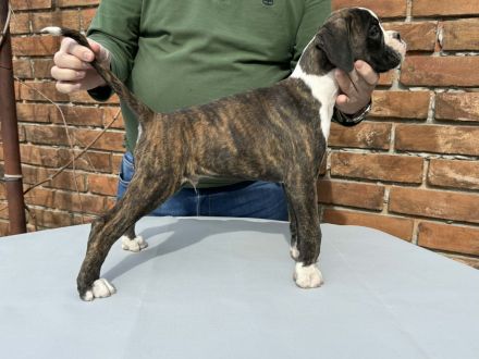 Boxerwelpen Rüde und Hündin,haben ihre Koffer gepackt und warten auf ihre neuen Familien FCI PEDIGRE