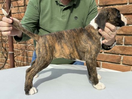 Boxerwelpen Rüde und Hündin,haben ihre Koffer gepackt und warten auf ihre neuen Familien FCI PEDIGRE