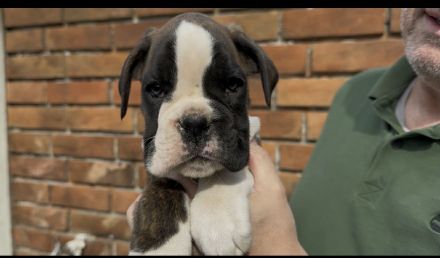 Boxerwelpen Rüde und Hündin,haben ihre Koffer gepackt und warten auf ihre neuen Familien FCI PEDIGRE