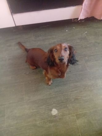 Zwerg dakel langharre