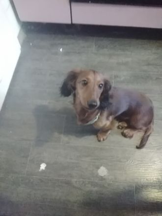 Zwerg dakel langharre