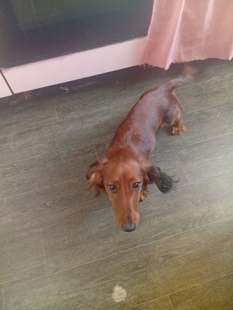 Zwerg dakel langharre