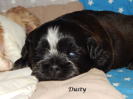 Shih Tzu Mix Hundekinder suchen liebevolles Zuhause