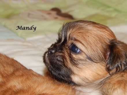 Shih Tzu Mix Hundekinder suchen liebevolles Zuhause