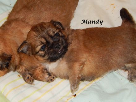 Shih Tzu Mix Hundekinder suchen liebevolles Zuhause