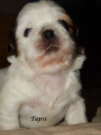 Shih Tzu Mix Hundekinder suchen liebevolles Zuhause