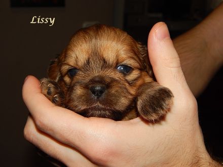 Shih Tzu Mix Hundekinder suchen liebevolles Zuhause