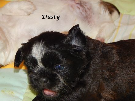 Shih Tzu Mix Hundekinder suchen liebevolles Zuhause