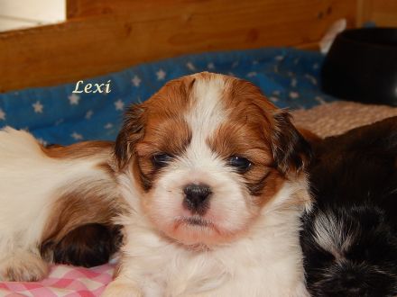 Shih Tzu Mix Hundekinder suchen liebevolles Zuhause