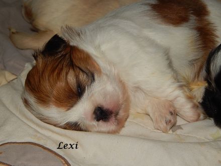 Shih Tzu Mix Hundekinder suchen liebevolles Zuhause