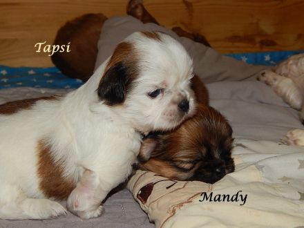 Shih Tzu Mix Hundekinder suchen liebevolles Zuhause