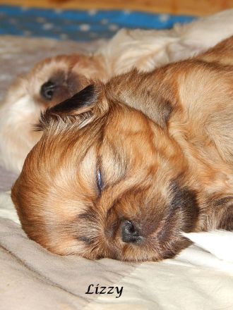 Shih Tzu Mix Hundekinder suchen liebevolles Zuhause