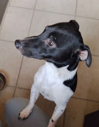 Jack Russell Rüde (8 Monate), verspielt und  kinderlieb sucht liebevolles Zuhause