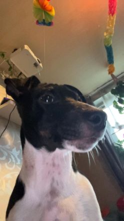 Jack Russell Rüde (8 Monate), verspielt und  kinderlieb sucht liebevolles Zuhause