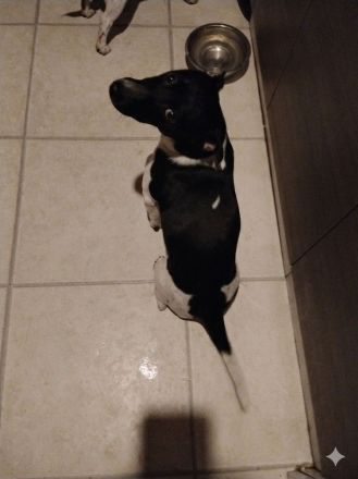 Jack Russell Rüde (8 Monate), verspielt und  kinderlieb sucht liebevolles Zuhause