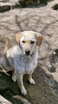 Lorraine, freundlich, sucht ein hundeerfahrenes Zuhause, sie möchte endlich das Shelter verlassen