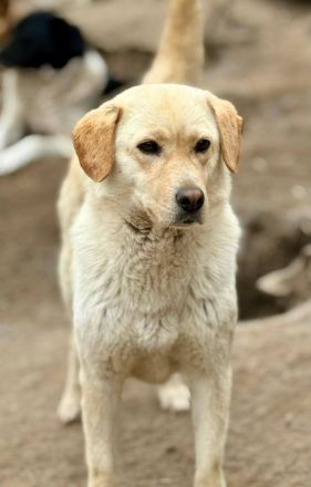 Lorraine, freundlich, sucht ein hundeerfahrenes Zuhause, sie möchte endlich das Shelter verlassen