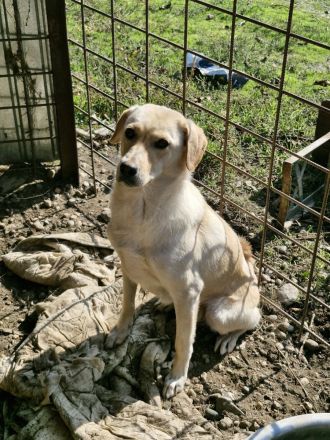 Lorraine, freundlich, sucht ein hundeerfahrenes Zuhause, sie möchte endlich das Shelter verlassen