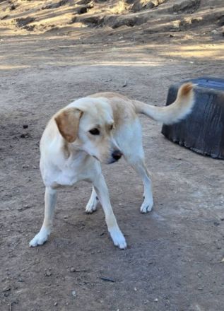 Lorraine, freundlich, sucht ein hundeerfahrenes Zuhause, sie möchte endlich das Shelter verlassen