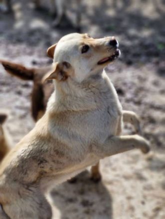 Lorraine, freundlich, sucht ein hundeerfahrenes Zuhause, sie möchte endlich das Shelter verlassen