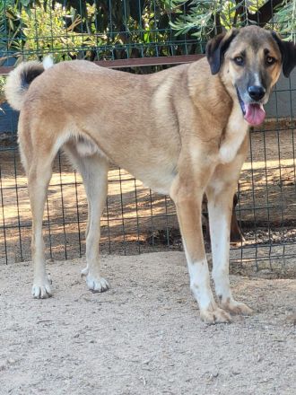 🐾 Mogli sucht endlich sein zu Hause