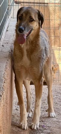 🐾 Mogli sucht endlich sein zu Hause