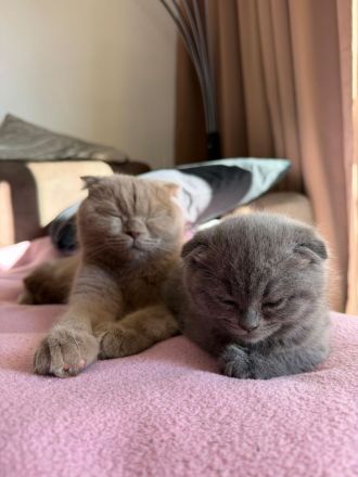 Britisch Kurzhaar Kätzchen