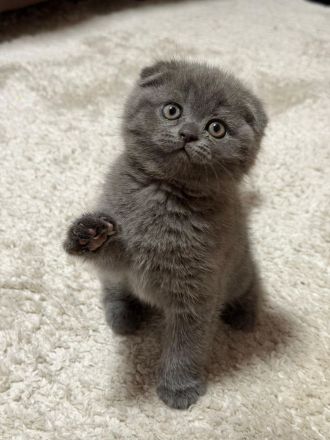 Britisch Kurzhaar Kätzchen