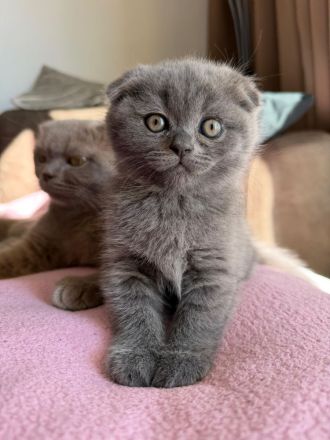 Britisch Kurzhaar Kätzchen