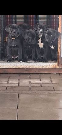 Reinrassige Cane Corso Welpen
