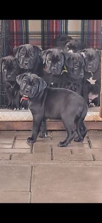 Reinrassige Cane Corso Welpen