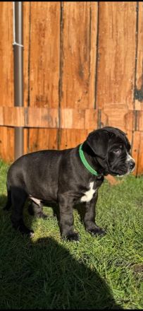 Reinrassige Cane Corso Welpen