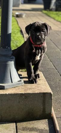 Reinrassige Cane Corso Welpen