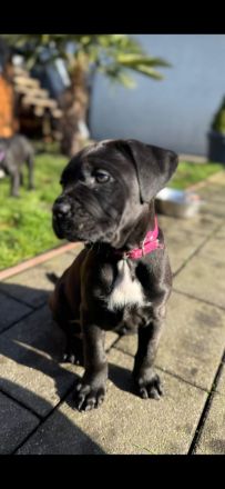 Reinrassige Cane Corso Welpen