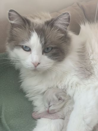 Reinrassige typvolle Ragdoll Kitten Katzenbabys Familienkatze blaue Augen