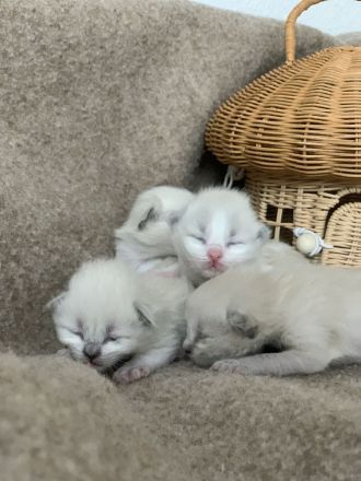 Reinrassige typvolle Ragdoll Kitten Katzenbabys Familienkatze blaue Augen