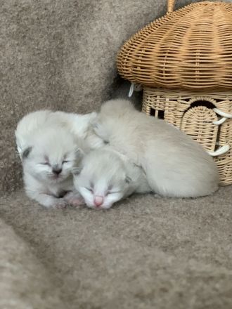 Reinrassige typvolle Ragdoll Kitten Katzenbabys Familienkatze blaue Augen