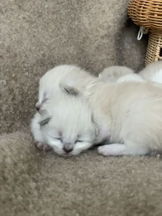 Reinrassige typvolle Ragdoll Kitten Katzenbabys Familienkatze blaue Augen