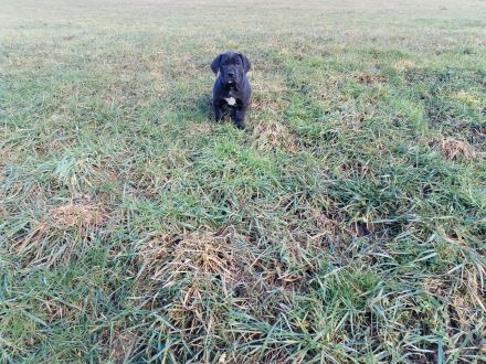 Deutsche Dogge Welpen