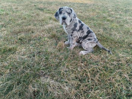 Deutsche Dogge Welpen